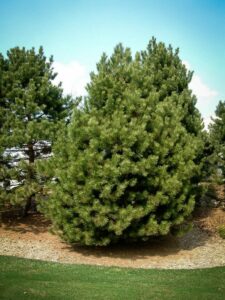 Сосна Чёрная (Pinus Nigra) купить по цене от 270.00р. в интернет-магазине «Посадика» с доставкой почтой в в Томарие и по всей России – [изображение №1].