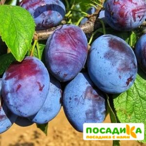 Слива Чачакская ранняя купить по цене от 229.00р. в интернет-магазине «Посадика» с доставкой почтой в в Томарие и по всей России – [изображение №1].