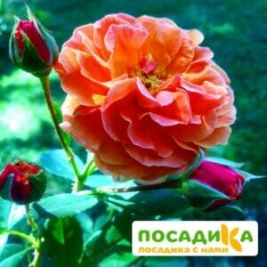 Роза Арабия купить по цене от 350.00р. в интернет-магазине «Посадика» с доставкой почтой в в Томарие и по всей России – [изображение №1].