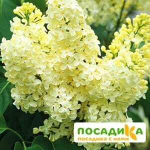 Сирень Примроуз (Primrose) купить по цене от 529.00р. в интернет-магазине «Посадика» с доставкой почтой в в Томарие и по всей России – [изображение №1].