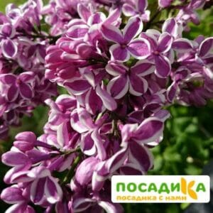 Сирень Сенсация купить по цене от 529.00р. в интернет-магазине «Посадика» с доставкой почтой в в Томарие и по всей России – [изображение №1].