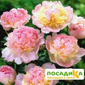 Пион Распберри Сандей (Paeonia Raspberry Sundae) купить по цене от 959р. в интернет-магазине «Посадика» с доставкой почтой в в Томарие и по всей России – [изображение №1].