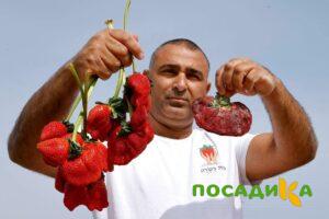 Клубника Гигант Джорнея купить по цене от 266р. в интернет-магазине «Посадика» с доставкой почтой в в Томарие и по всей России – [изображение №1].