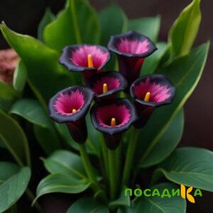 Калла Аура Лейс купить по цене от 400р. в интернет-магазине «Посадика» с доставкой почтой в в Томарие и по всей России – [изображение №1].