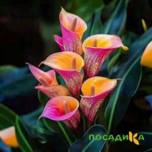 Калла Оникс купить по цене от 450р. в интернет-магазине «Посадика» с доставкой почтой в в Томарие и по всей России – [изображение №1].