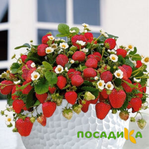 Клубника Рубиновый Шепот (горшечная) купить по цене от 240р. в интернет-магазине «Посадика» с доставкой почтой в в Томарие и по всей России – [изображение №1].