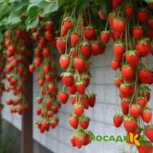 Клубника вьющаяся Комплимент купить по цене от 470р. в интернет-магазине «Посадика» с доставкой почтой в в Томарие и по всей России – [изображение №1].