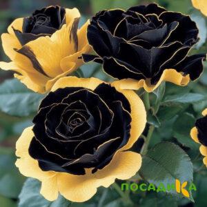 Роза Ханни Сикл купить по цене от 700р. в интернет-магазине «Посадика» с доставкой почтой в в Томарие и по всей России – [изображение №1].