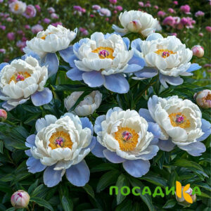 Пион акварельный Этюд купить по цене от 806р. в интернет-магазине «Посадика» с доставкой почтой в в Томарие и по всей России – [изображение №1].