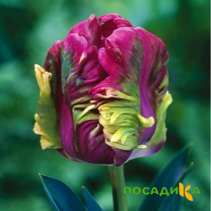 Тюльпан Экзотик Хэвен купить по цене от 186р. в интернет-магазине «Посадика» с доставкой почтой в в Томарие и по всей России – [изображение №1].