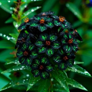 Флокс Ривьера купить по цене от 299р. в интернет-магазине «Посадика» с доставкой почтой в в Томарие и по всей России – [изображение №1].