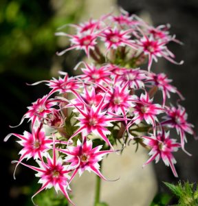 Флокс Метельчатый Путь купить по цене от 456р. в интернет-магазине «Посадика» с доставкой почтой в в Томарие и по всей России – [изображение №1].