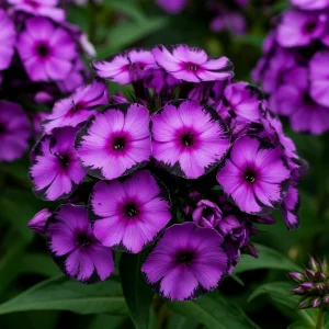 Флокс Клауд Шарм купить по цене от 299р. в интернет-магазине «Посадика» с доставкой почтой в в Томарие и по всей России – [изображение №1].