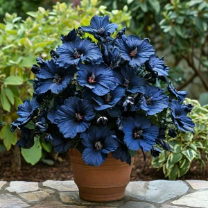 Гибискус Селестиал Флейм купить по цене от 326р. в интернет-магазине «Посадика» с доставкой почтой в в Томарие и по всей России – [изображение №1].