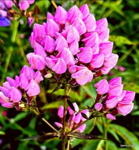 Флокс Бутоник купить по цене от 461р. в интернет-магазине «Посадика» с доставкой почтой в в Томарие и по всей России – [изображение №1].