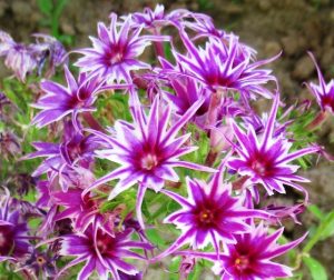 Флокс Звездное Кружево купить по цене от 361р. в интернет-магазине «Посадика» с доставкой почтой в в Томарие и по всей России – [изображение №1].