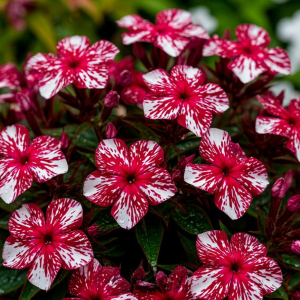 Флокс Ливер Гриммер купить по цене от 590р. в интернет-магазине «Посадика» с доставкой почтой в в Томарие и по всей России – [изображение №1].