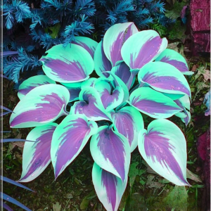 Хоста Висперин Бьюти купить по цене от 379р. в интернет-магазине «Посадика» с доставкой почтой в в Томарие и по всей России – [изображение №1].